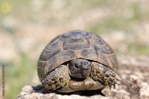 a turtle crawling in spring 