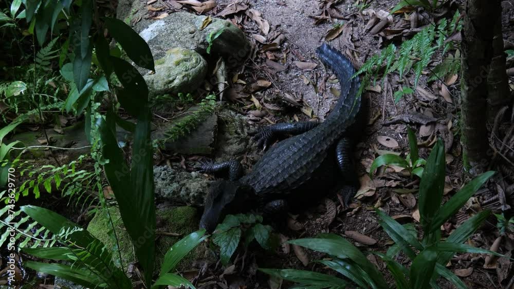 Cuvier's dwarf caiman, a small crocodilian in the alligator family Cuvier's dwarf caiman, a small crocodilian in the alligator family