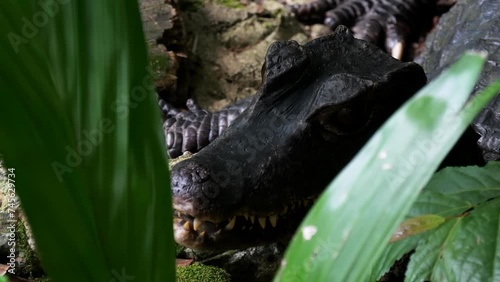 Close-up shot of Cuvier's dwarf caiman (Paleosuchus palpebrosus) photo