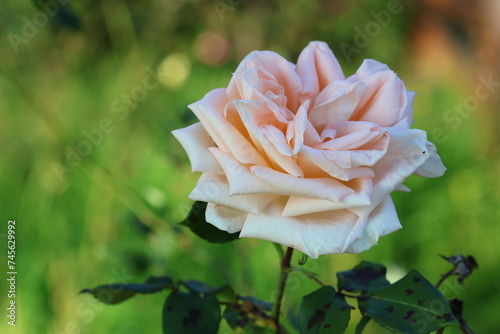 white rose in garden in spring