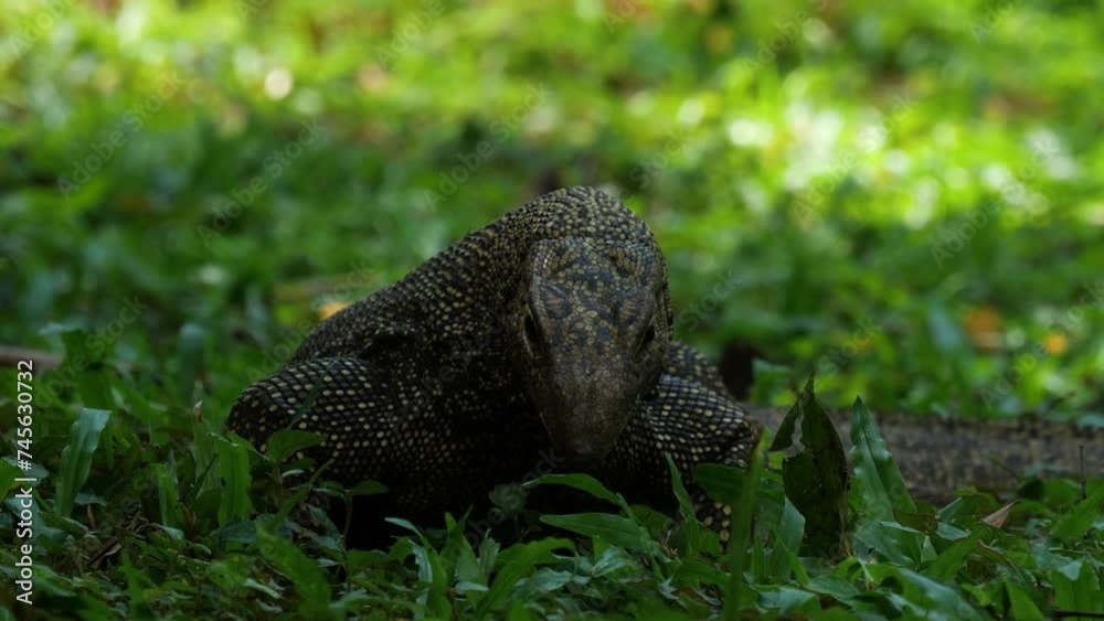 Monitor lizard, in the genus Varanus, the only extant genus in family Varanidae Monitor lizard, in the genus Varanus, the only extant genus in family Varanidae
