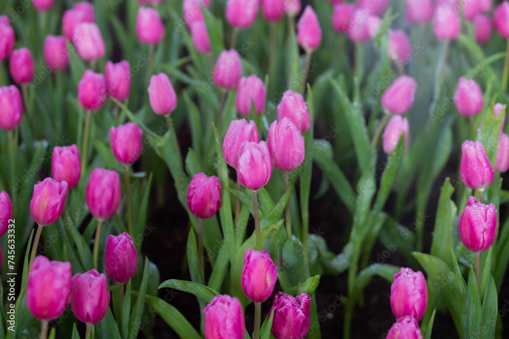 Fototapeta premium Flowers arranged into beautiful bouquets