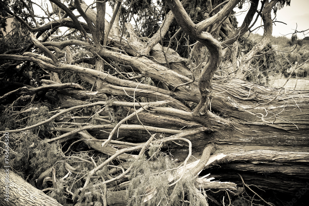 Cypress tree fallen after a wind storm Cypress tree fallen after a wind storm
