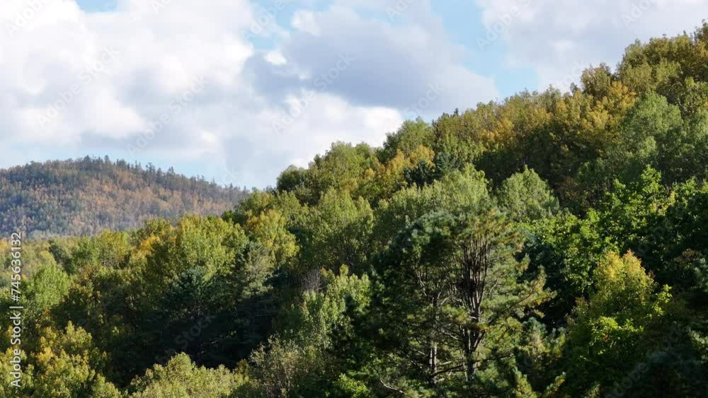 Dense Forest With Trees Under Cloudy Sky Dense Forest With Trees Under Cloudy Sky