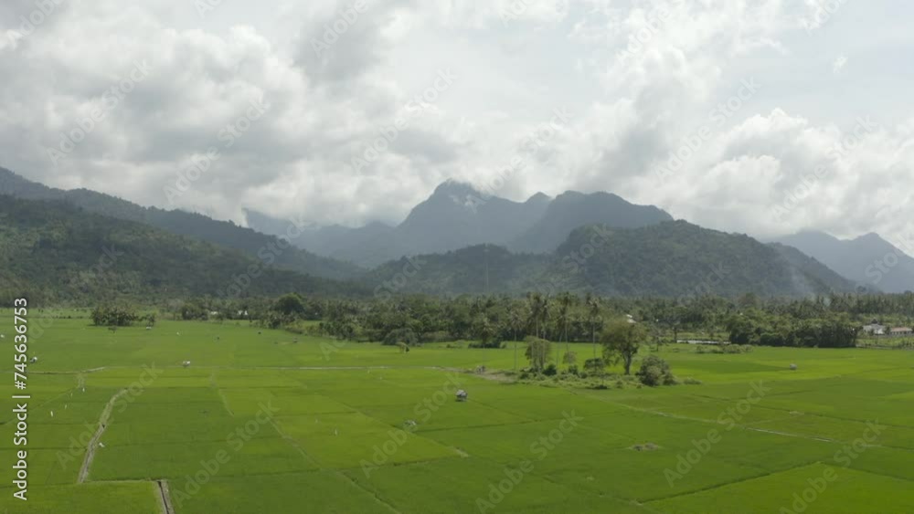 Aerial view of vast and beautiful rice fields in Indonesia