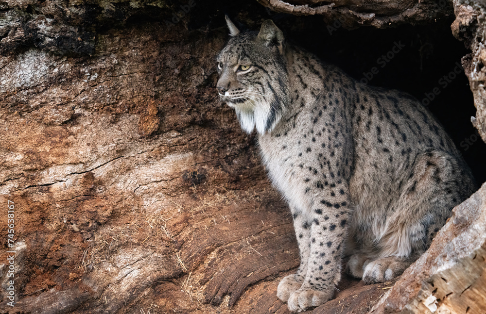 Majestic Lynx Perched in Tree Hollow Observing its Realm Majestic Lynx Perched in Tree Hollow Observing its Realm