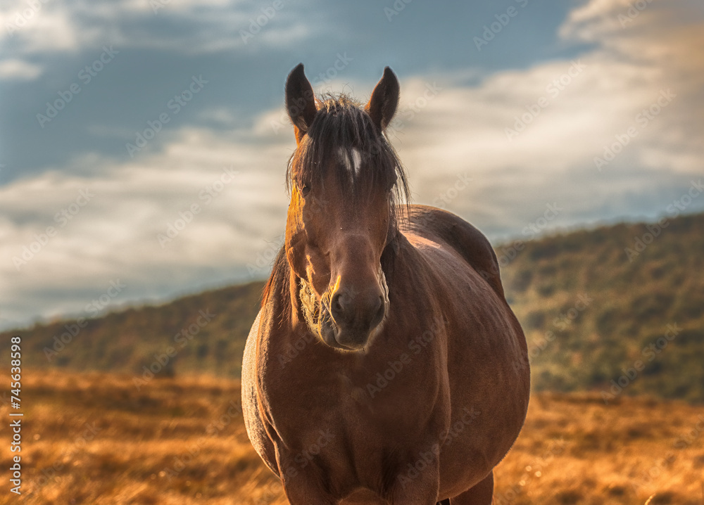 horse in the field horse in the field