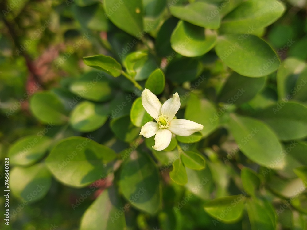 Murraya paniculata flower. Its other names orange jasmine, orange jessamine and china box flower. Its is a species of shrub or small tree in the family Rutaceae. Kamini flower. Murraya paniculata flower. Its other names orange jasmine, orange jessamine and china box flower. Its is a species of shrub or small tree in the family Rutaceae. Kamini flower.