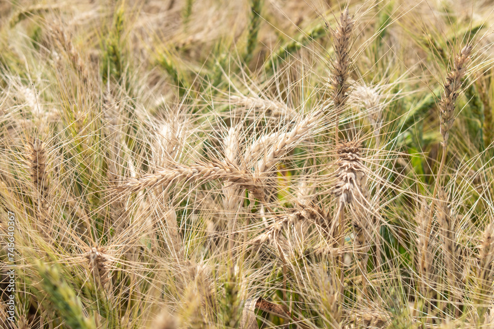 Wheat field. Ears of golden wheat close up. Beautiful Nature Sunset Landscape Wheat field. Ears of golden wheat close up. Beautiful Nature Sunset Landscape