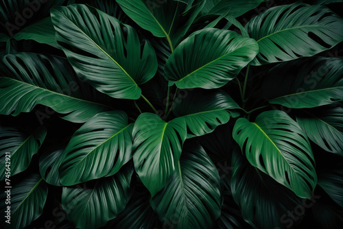 Foliage of tropical leaf in dark green texture, abstract pattern nature background