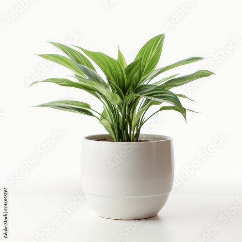 Stock image of an office plant in a pot on a white background  decorative  natural touch to workspace Generative AI