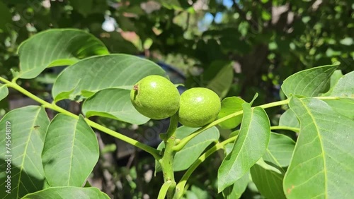 Walnut tree branch with unripe green nuts, close-up, unripe walnut and walnut tree (Juglans regia)
