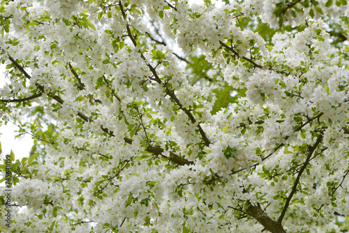 Äpfel,  Zierapfel, Wildapfel,  Malus Hillieri photo