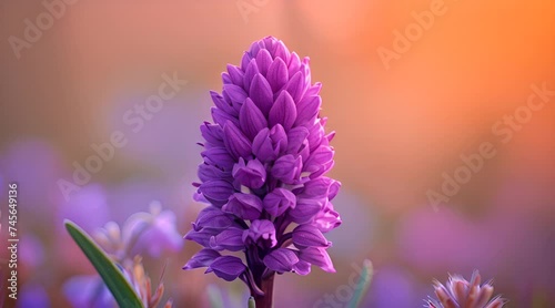 A stunning orchis langei blooms with vibrant purple petals against a soft,  photo