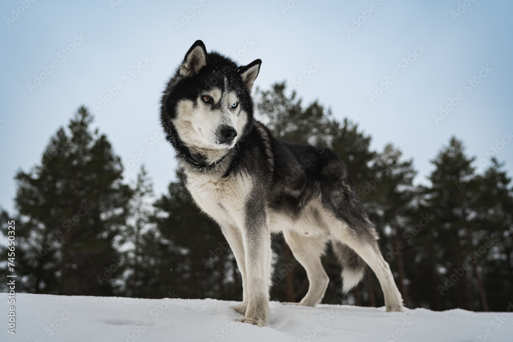 Husky dog ​​with multi-colored eyes in a winter forest.