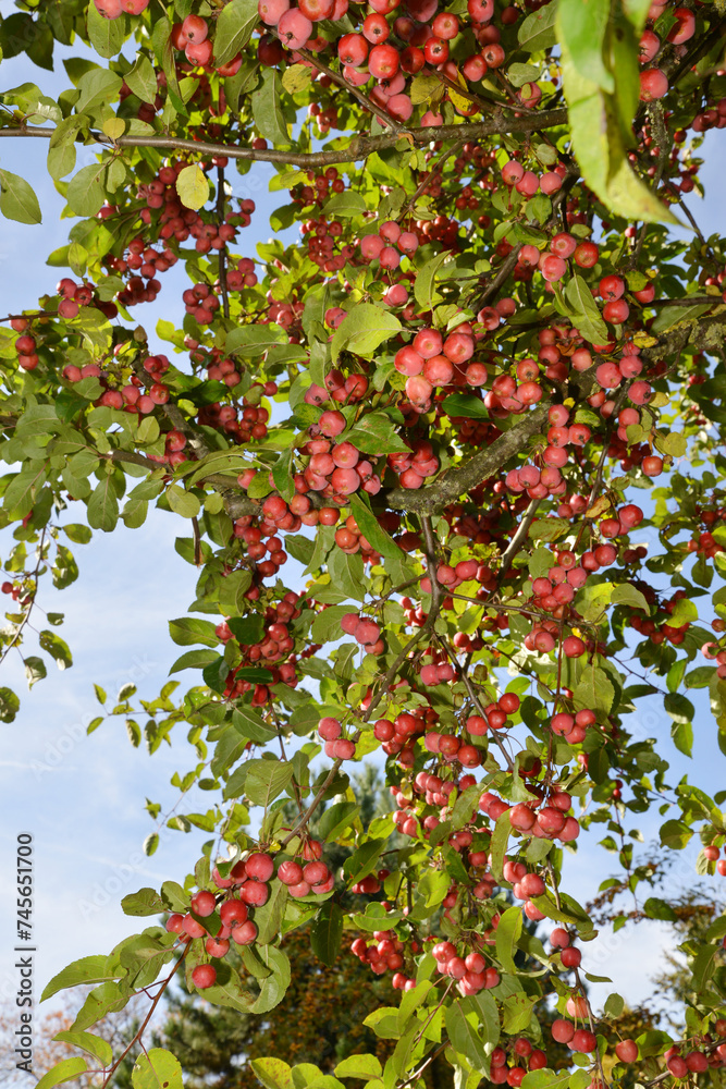 Äpfel, Zierapfel, Wildapfel, Malus Red Sentinel Äpfel, Zierapfel, Wildapfel, Malus Red Sentinel