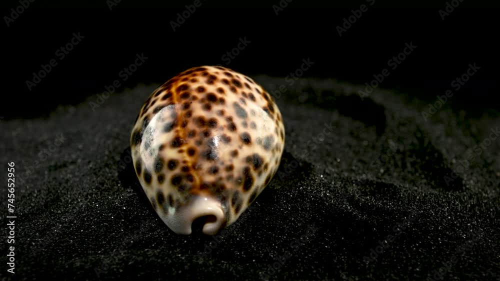 Tiger Cowrie Seashell on a black sand 4K Tiger Cowrie Seashell on a black sand 4K