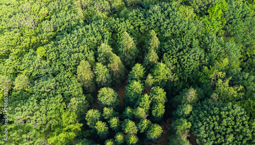 Green forest trees, from above perspective, beautiful nature, lungs of the planet, healthy breathe © dmnkandsk