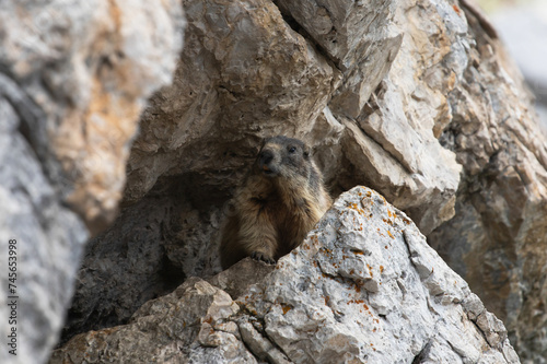 Alpine marmot (Marmota marmota) in Italian Dolomites