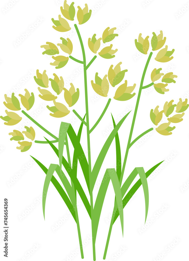 花粉症の原因:カモガヤのイメージ Stock Vector | Adobe Stock