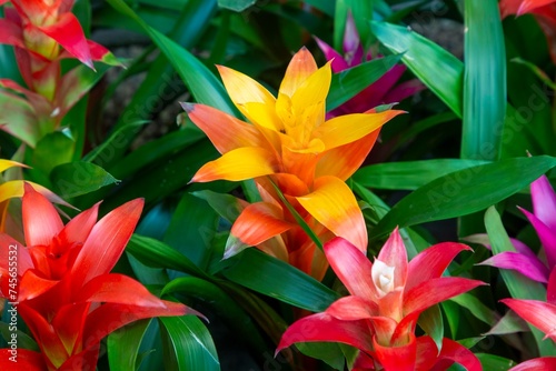 Blossom of Guzmania Bromelia. Sale. Pot plants, indoor plants, tropical plants. photo