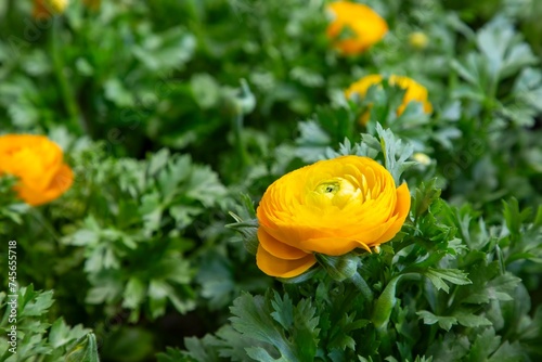 Ranunculus asiaticus flower, Persian buttercup