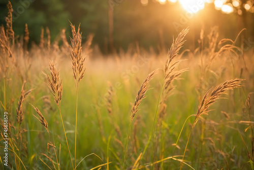 Wild grass in the forest at sunset. Macro image, shallow depth of field. Abstract summer nature background. Vintage filter