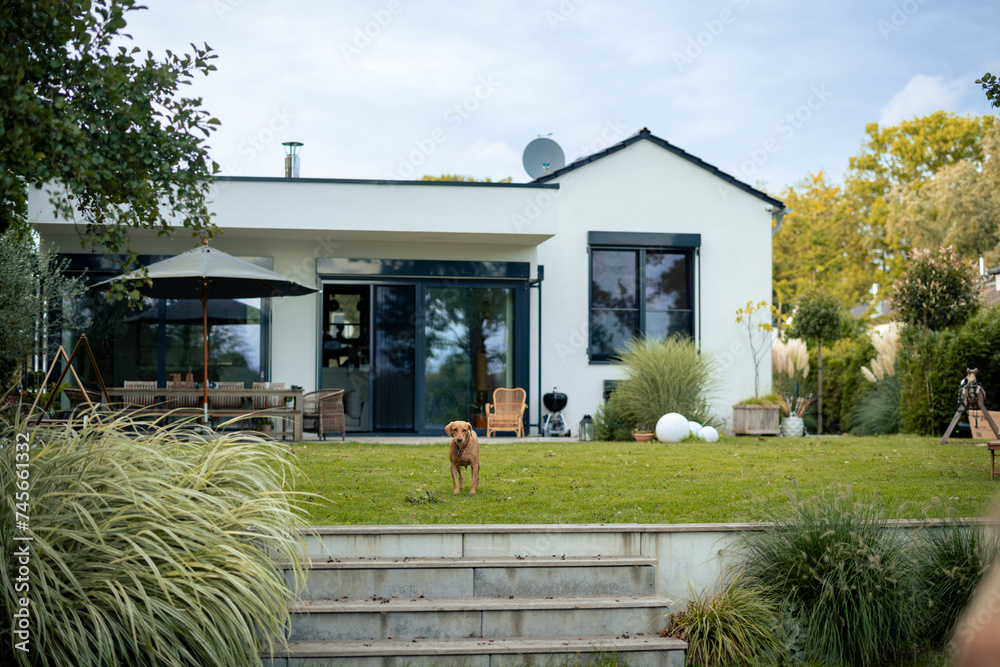 © Westend61 - Dog standing in front of house © Westend61 - Dog standing in front of house