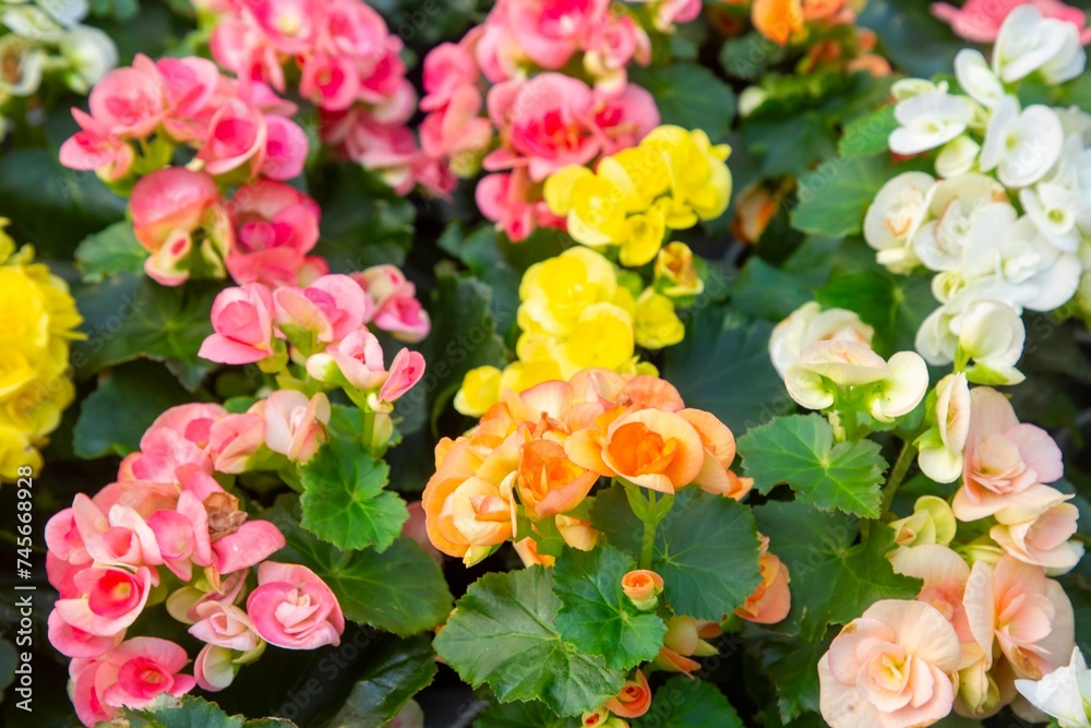 Elatior begonias - Begonia x hiemalis. Flowering plant of begonia hybrid elatior ( Begoniaceae ) . Elatior begonias - Begonia x hiemalis. Flowering plant of begonia hybrid elatior ( Begoniaceae ) .