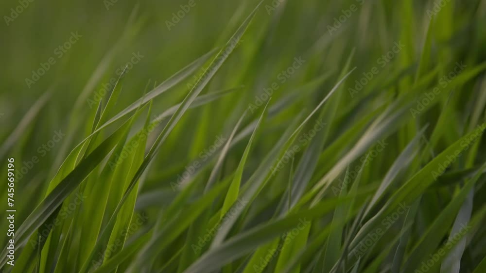 Grass Blades Blowing in the Breeze at Sunset Grass Blades Blowing in the Breeze at Sunset
