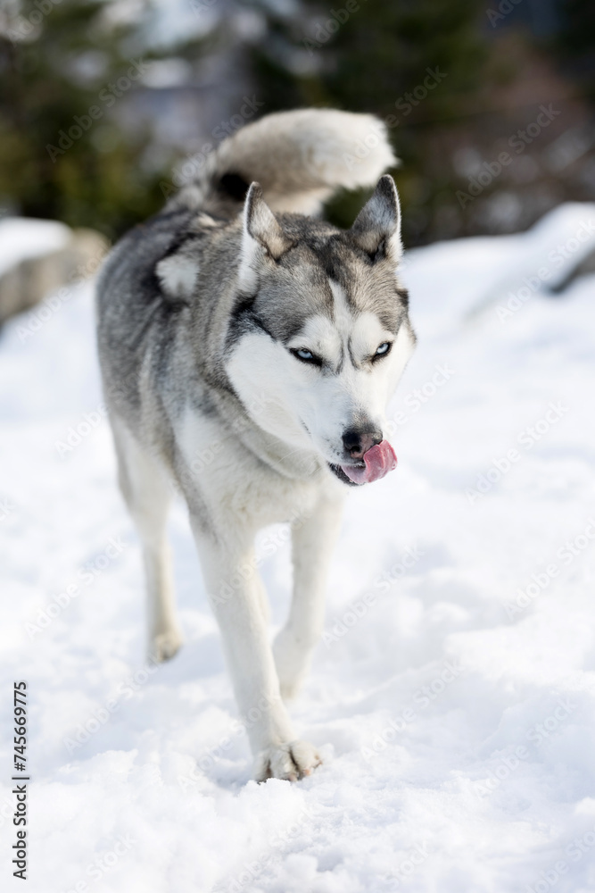 Siberian Husky dog walking, winter forest