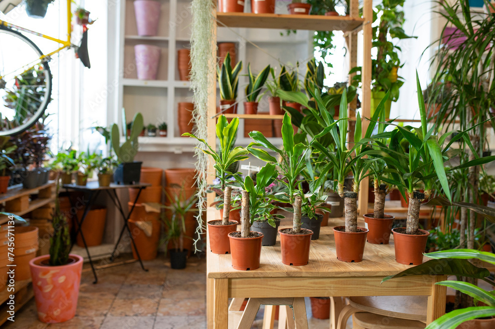 Various potted plants arranged on table at nursery Various potted plants arranged on table at nursery