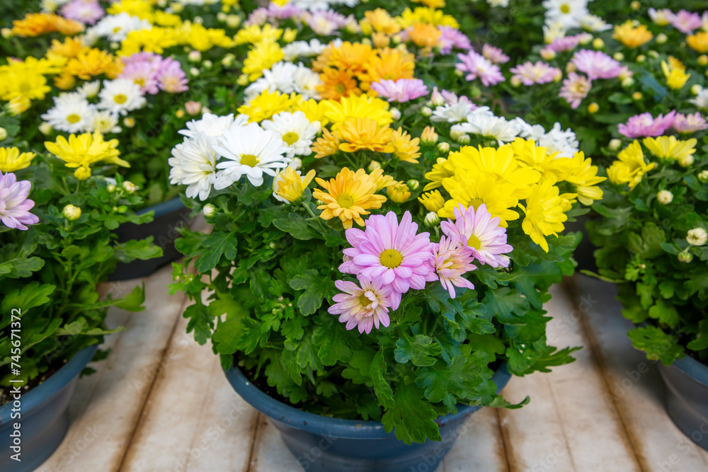 Flower of a cultivated Indian chrysanthemum hybride (Chrysanthemum indicum)