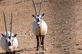 Pair of Arabian Oryx relaxing