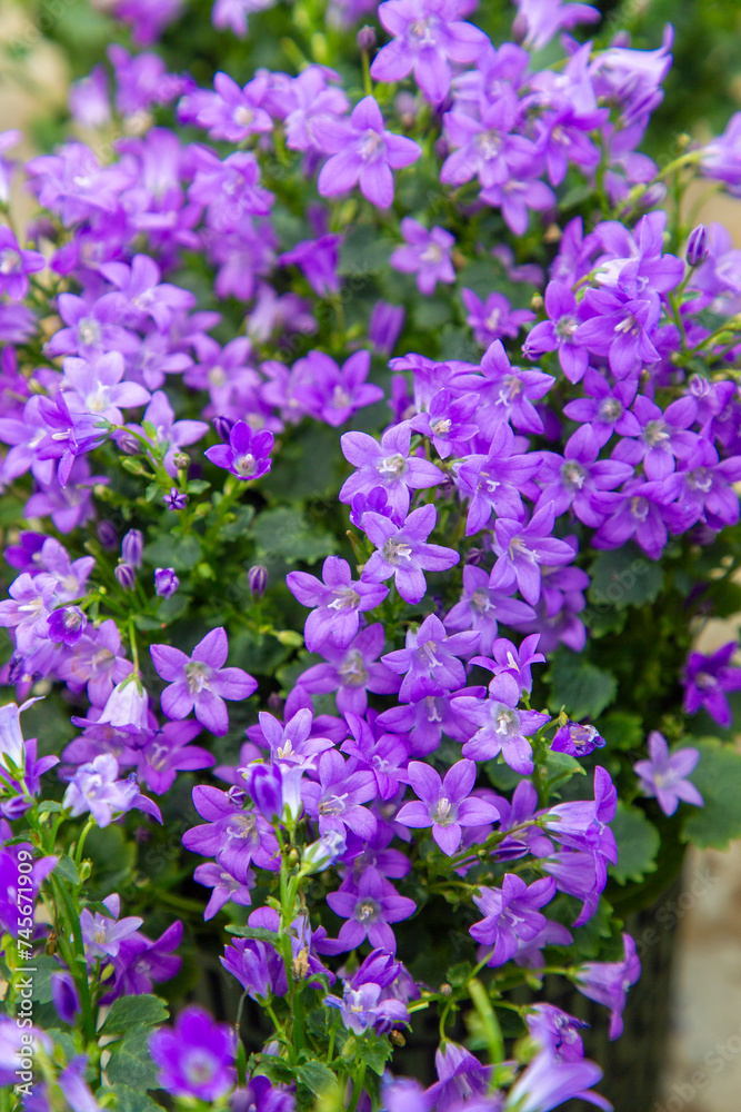Campanula ( Bellflower peach leaves , Campanula Persian or stick Jacob), purple bell flowers in summer garden Campanula ( Bellflower peach leaves , Campanula Persian or stick Jacob), purple bell flowers in summer garden