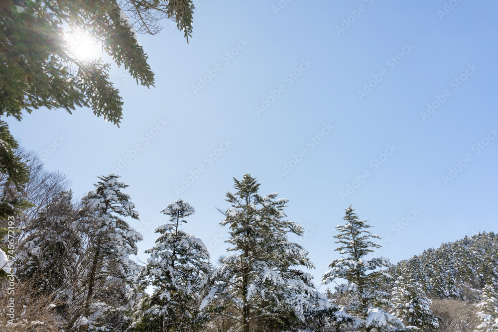 Obraz premium 静岡県裾野市水ヶ塚公園 モミの木と積雪の風景