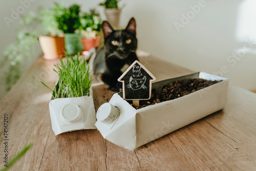 Upcycled milk carton into pot for catnip on table photo