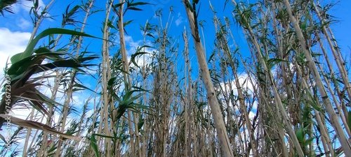 ramas con el cielo azul de fondo