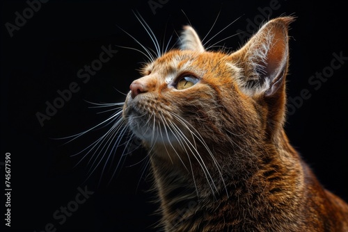 Close up of a Felidae with whiskers looking up in darkness photo