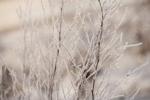 delicate openwork flowers in the frost. Gently  frosty natural winter background. Beautiful winter morning in the fresh air. Soft focus.  © Ann Stryzhekin