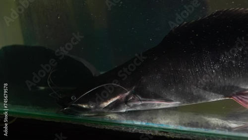 Underwater Farmer: Clarias Catfish in Aquafarm Habitat photo