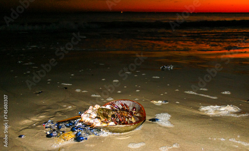 Horseshoe crab (Limulus polyphemus), An animal washed up by a storm on a sandy beach in Brighton Beach, NY photo