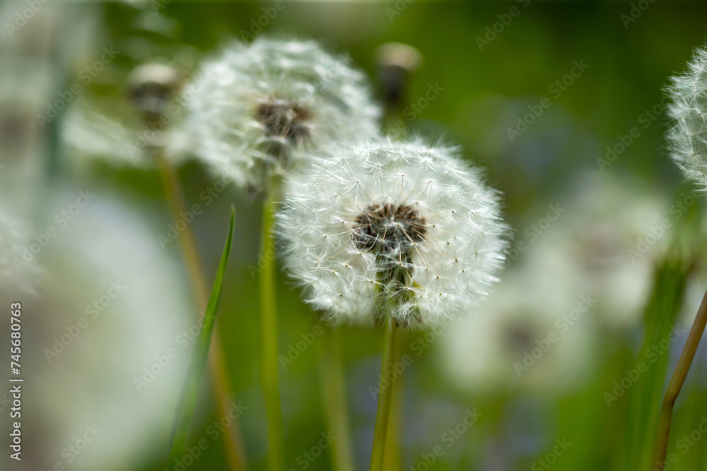 Amazing field with white dandelions in spring