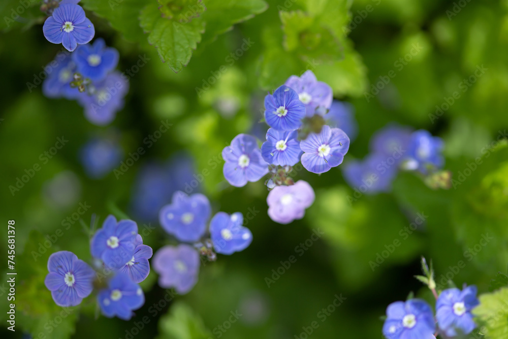 Many blue forget-me-nots, natural floral background, selective focus Many blue forget-me-nots, natural floral background, selective focus