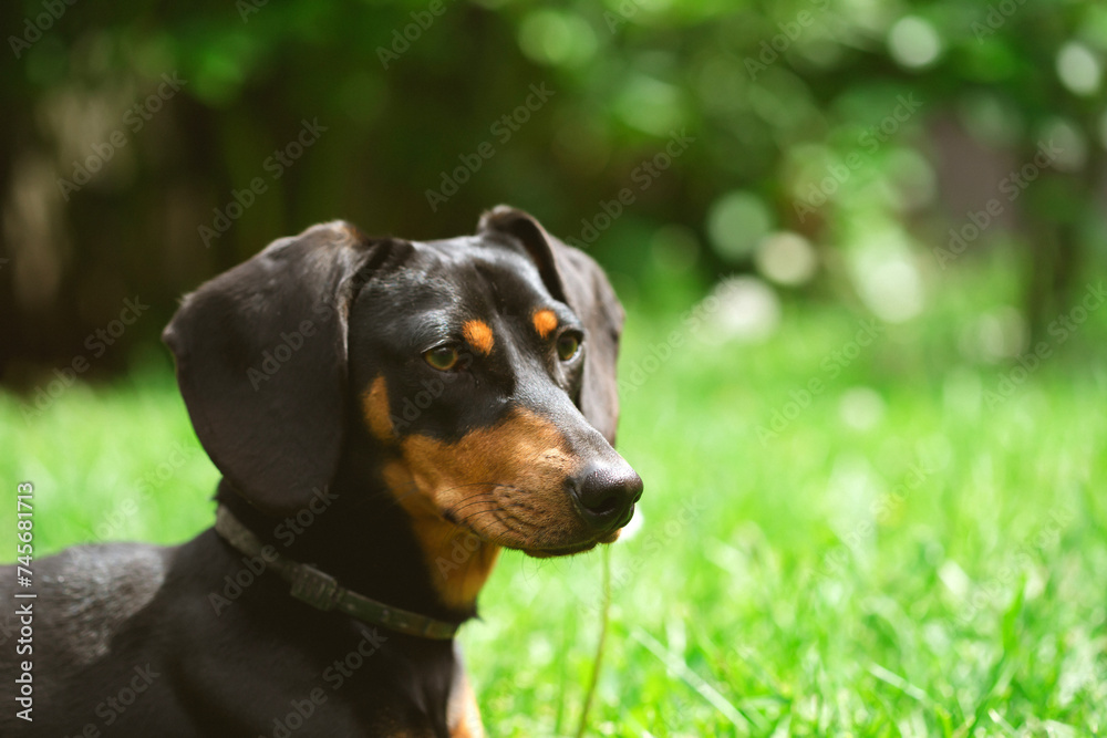 A cute dachshund in a  lush spring garden