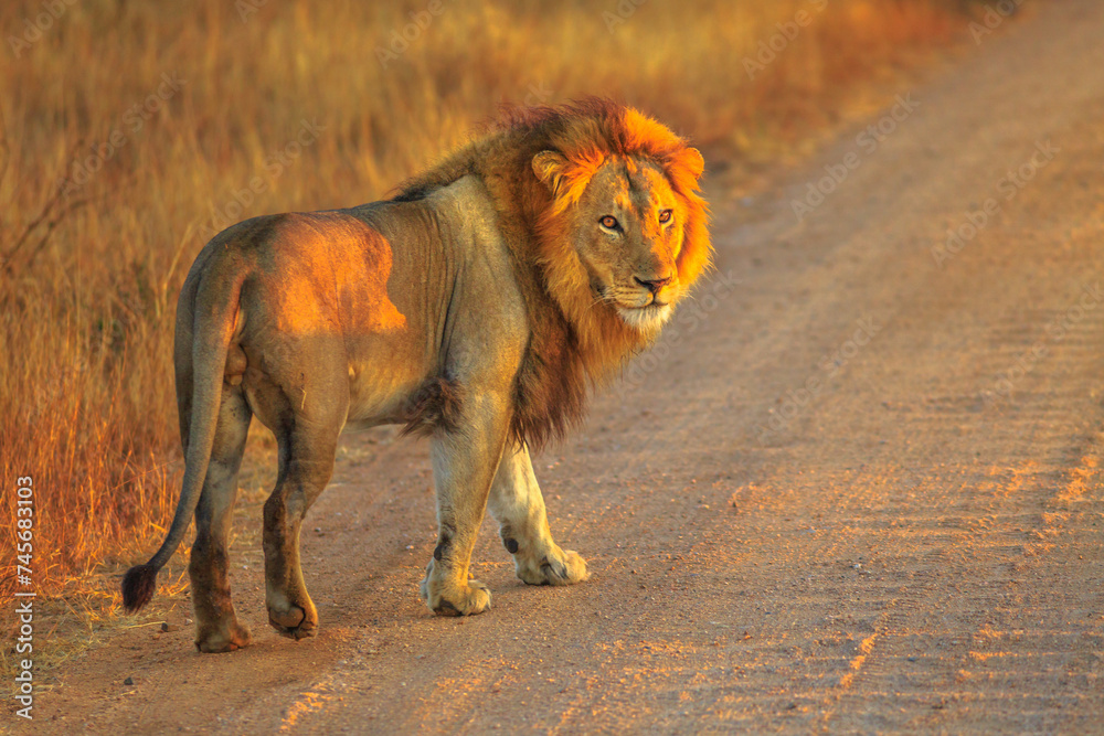 Adult male Lion standing on gravel road inside Kruger National Park, South Africa. Panthera Leo in nature habitat. The lion is part of the popular Big Five. Sunrise light. Side view.