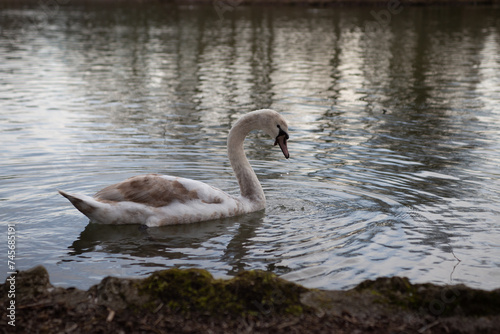 young swan looking for food in a pond in spring. A mute swan swims in the lake.