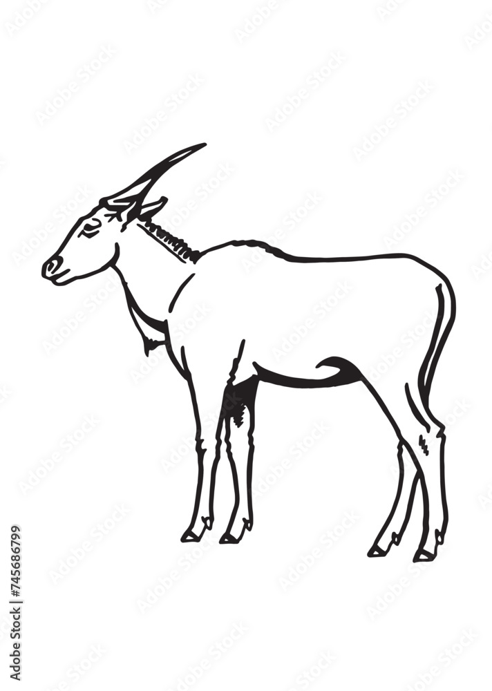 Graphical sketch of African goat on white background, vector illustration