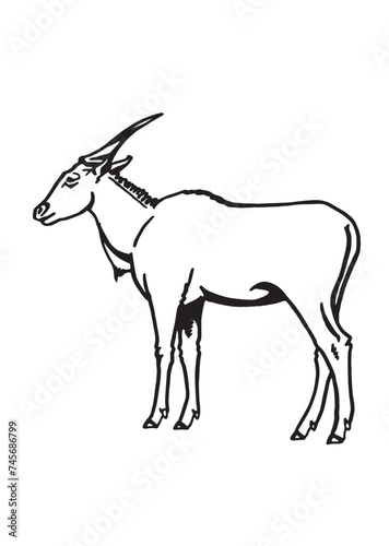 Graphical sketch of African goat on white background  vector illustration