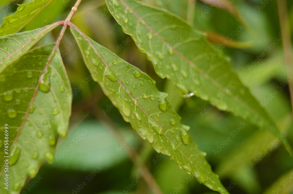 Close-up of wet Neem plant leaves during rainy season Close-up of wet Neem plant leaves during rainy season